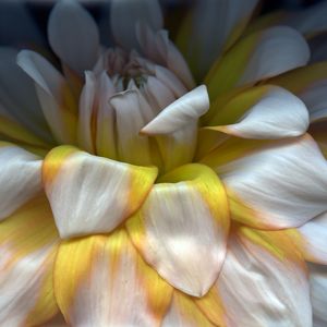‘Dahlia Cascade’ Fine Art Print