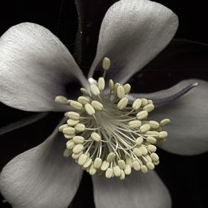 'Granny's Bonnet b/w Tone' Fine Art Floral Print 