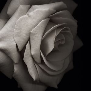 'Moonlight Rose' Fine Art Floral Print