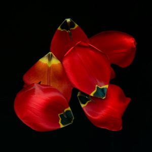 Tulip Fine Art Print - 'Petal Talk'