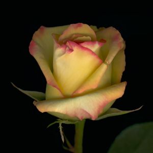 'Single Yellow Rose' Fine Art Print 