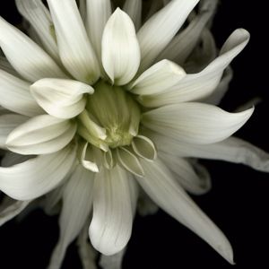 'White Dahlia' Fine Art Print 