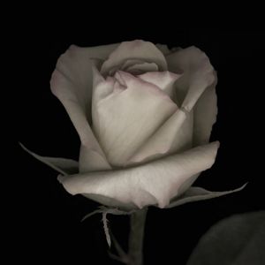 'Single Yellow Rose-platinum' Fine Art Print 