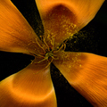Fine Art Prints by Donald W. Seymour