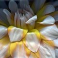 ‘Dahlia Cascade’ Fine Art Print