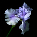 'Lavender Iris' Fine Art Print 