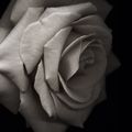 'Moonlight Rose' Fine Art Floral Print